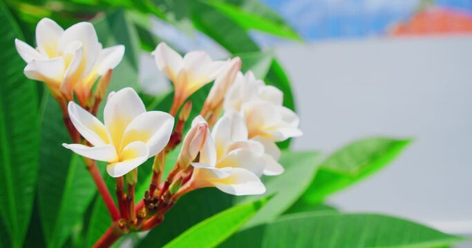 Yellow white frangipani flowers or plumeria close-up in the tree. Amazing flora on green leaf background. Spa and therapy. Temple plant.