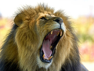 Lion (Panthera leo)