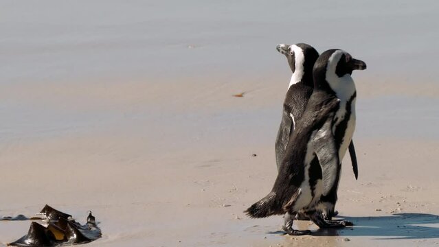 African penguin, or jackass penguin, or Spheniscus demersus, or Cape penguin, in the colony of Boulders Beach near Simons Town, South Africa