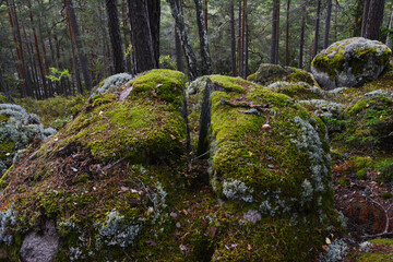 Nationalpark in Schweden, Fels mit Moos