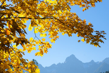 Beautiful, golden autumn Trees in the shining Sun