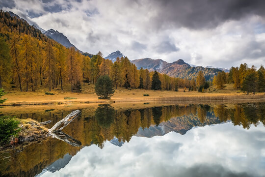 Golden Larches Landscape around Scoul, Engadin, Graubuenden, Switzerland, Europe