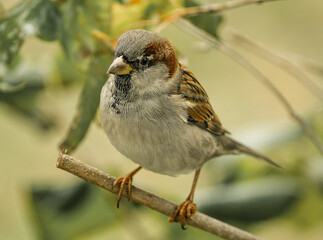Closeup of a small fearless sparrow perched on branches and by a birdfeeder