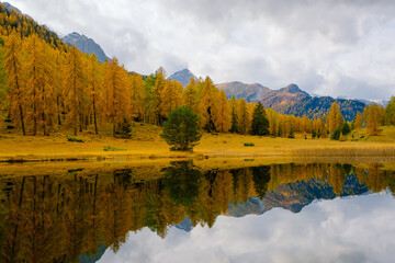 Golden Larches Landscape around Scoul, Engadin, Graubuenden, Switzerland, Europe