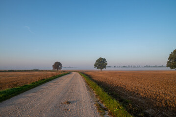 Tree on the field in morning fog