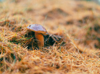 Porcini mushroom  in the autumn forest