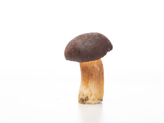 Porcini mushroom 
