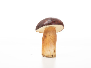 Porcini mushroom 