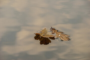 Autumn leaves in water with sky reflection.