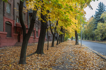 Alley of yellow trees along the road.