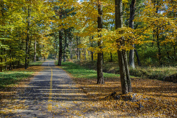 Road among yellow autumn trees in the forest.