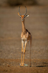 Gerenuk stands on sunny savannah facing camera