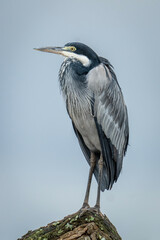 Grey heron standing on branch turning head