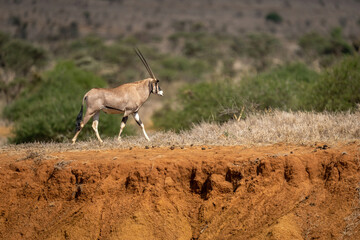 Gemsbok walks on earth bank in sunshine
