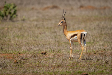 Grant gazelle stands turning to watch camera