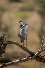 Grey heron looks down from tangled branches