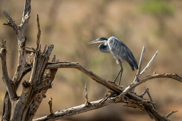 Grey heron on tangled branches in profile