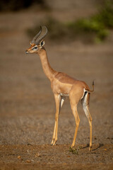 Gerenuk stands on sunny savannah watching camera