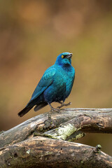 Greater blue-eared starling on branch lifting foot