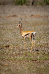 Grant gazelle stands turning head in savannah