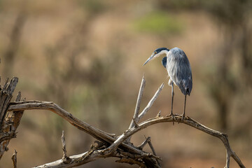 Grey heron stares down from twisted branches