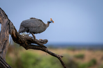 Helmeted guineafowl on dead branch in profile