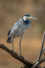 Grey heron stares down from dead branch