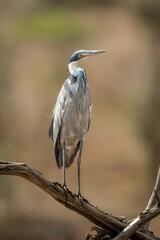Grey heron cocks head on dead branch