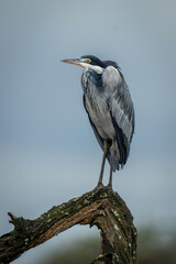 Grey heron stands on branch turning head