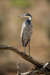 Grey heron turns head on tangled branch