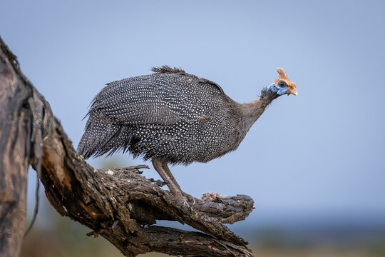 Helmeted guineafowl on dead branch watching camera