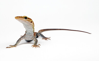 Black-headed monitor, black-tailed monitor // Trauerwaran (Varanus tristis orientalis)