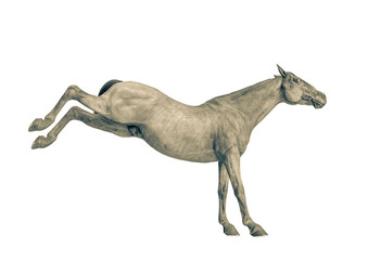 horse kicking in a white background