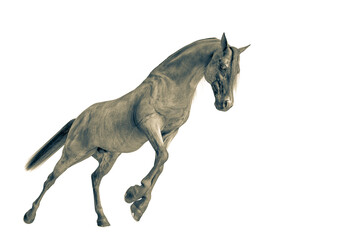 horse lunging in a white background close up