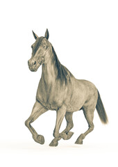horse running in a white background