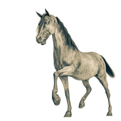 horse walking in a white background