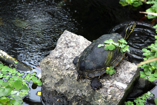 Mississippi Map Turtle on a rock