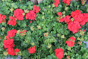 Red geraniums
