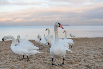 swans on the lake
