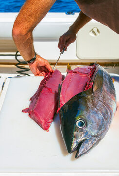 Cutting yellowfin tuna for sushi preparation on board yacht at sea.