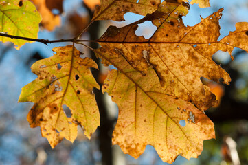 oak leaves close up