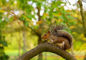 Naklejka na ściany i meble one brown squirrel on a tree branch in an autumn park