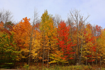 North america fall landscape Montreal Quebec province Canada