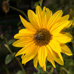 yellow sunflower and bee