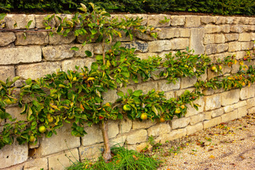 ripe apples on the espaliered horizontal branches of a fruit tree in an English garden