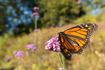 meadow and butterfly