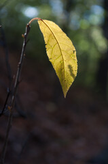 autumn leaf isolated on a darkish bokeh background