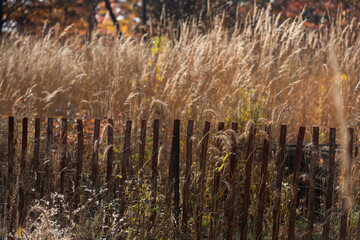 Fototapeta premium tall grasses and fence in autumn