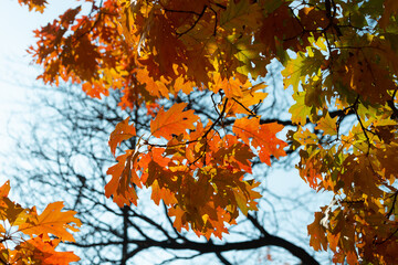 orange brown oak leaves on a blue sky in autumn