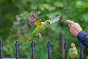 Rose-ringed Parakeet, Psittacula Krameri Manillensis, also known as the Ring-necked Parakeet, in flight hovering to be fed in London United Kingdom UK, medium-sized parrot. Beautiful colourful cute